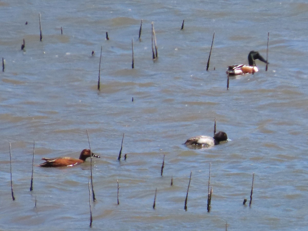 Lesser Scaup - ML620014563