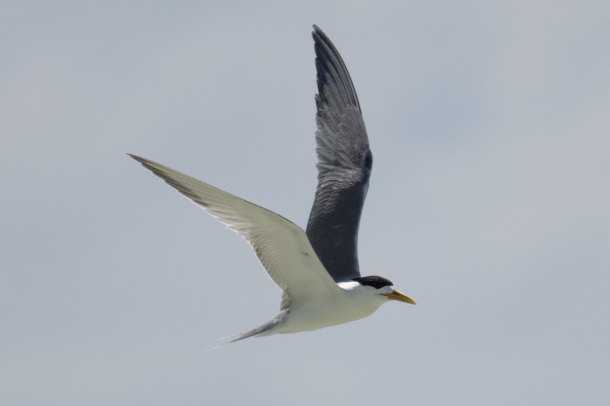 Great Crested Tern - ML620014567