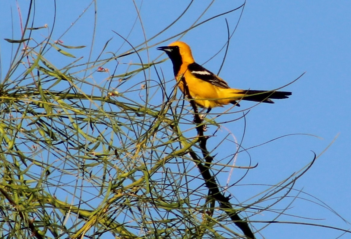 Hooded Oriole (nelsoni Group) - ML620014571