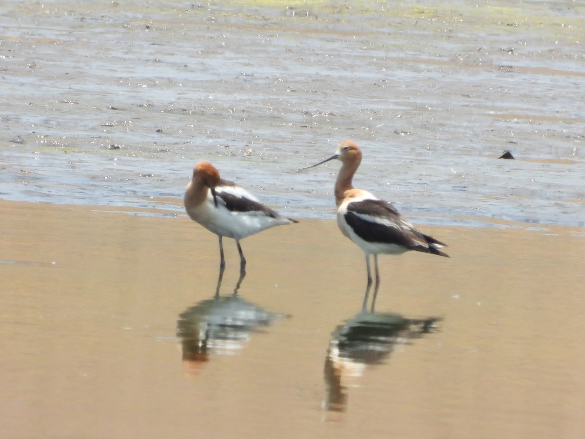 Avocette d'Amérique - ML620014581