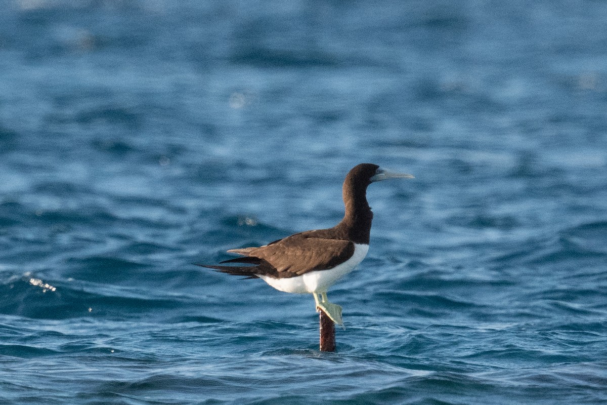 Brown Booby - ML620014582