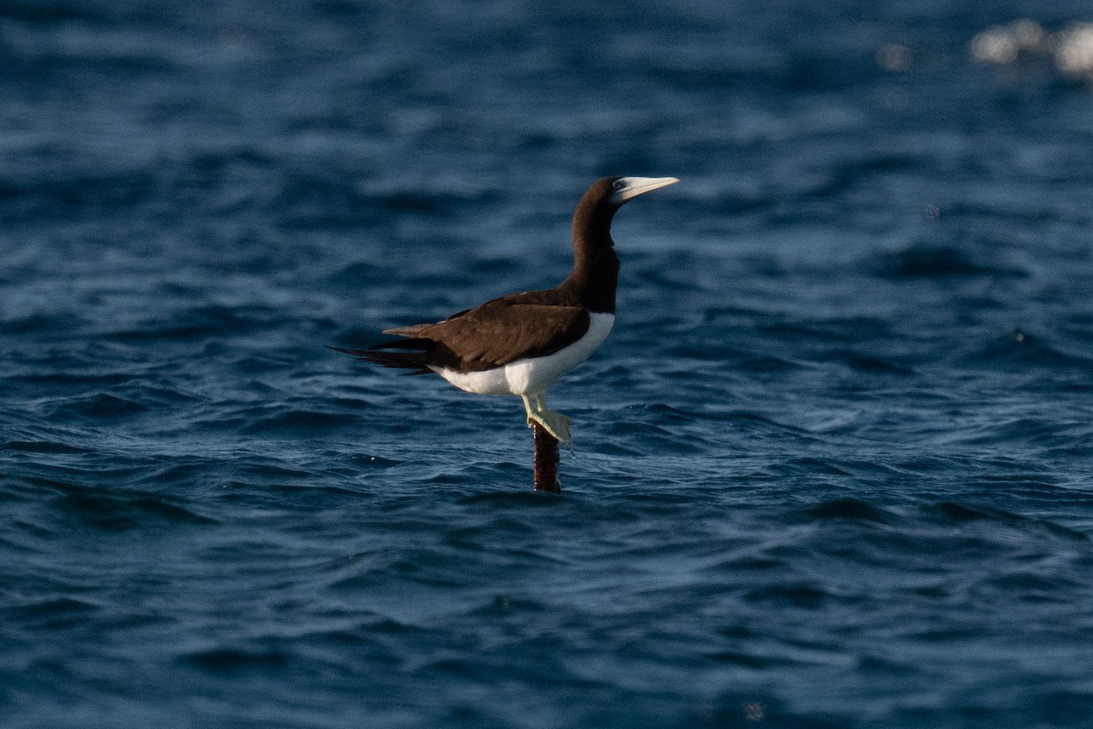 Brown Booby - ML620014583