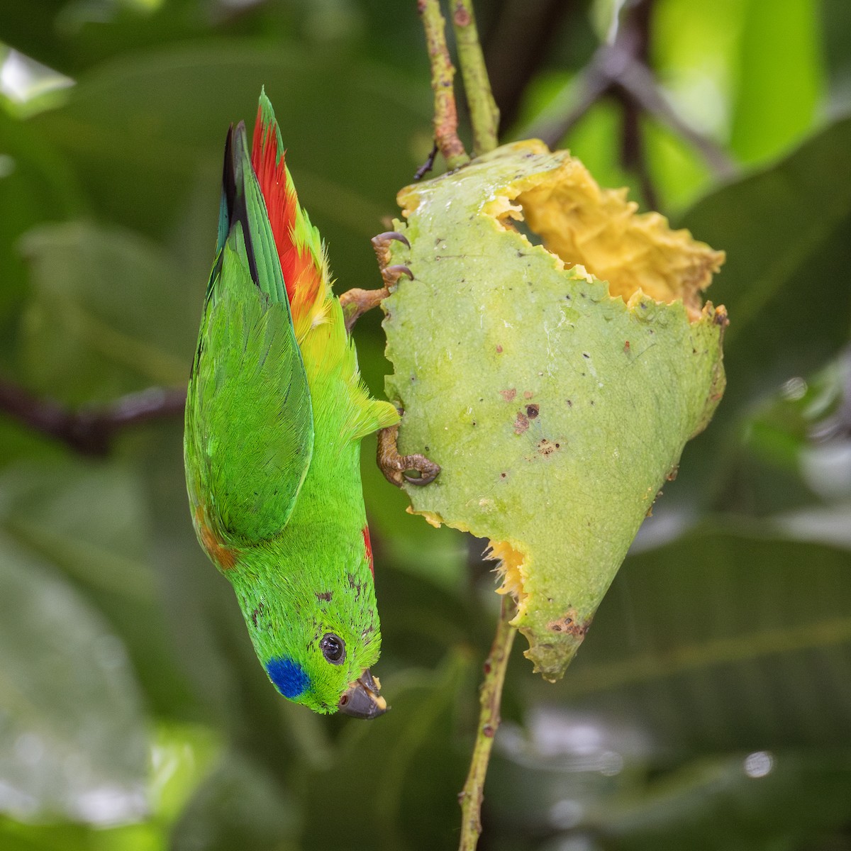 Blue-crowned Hanging-Parrot - ML620014604