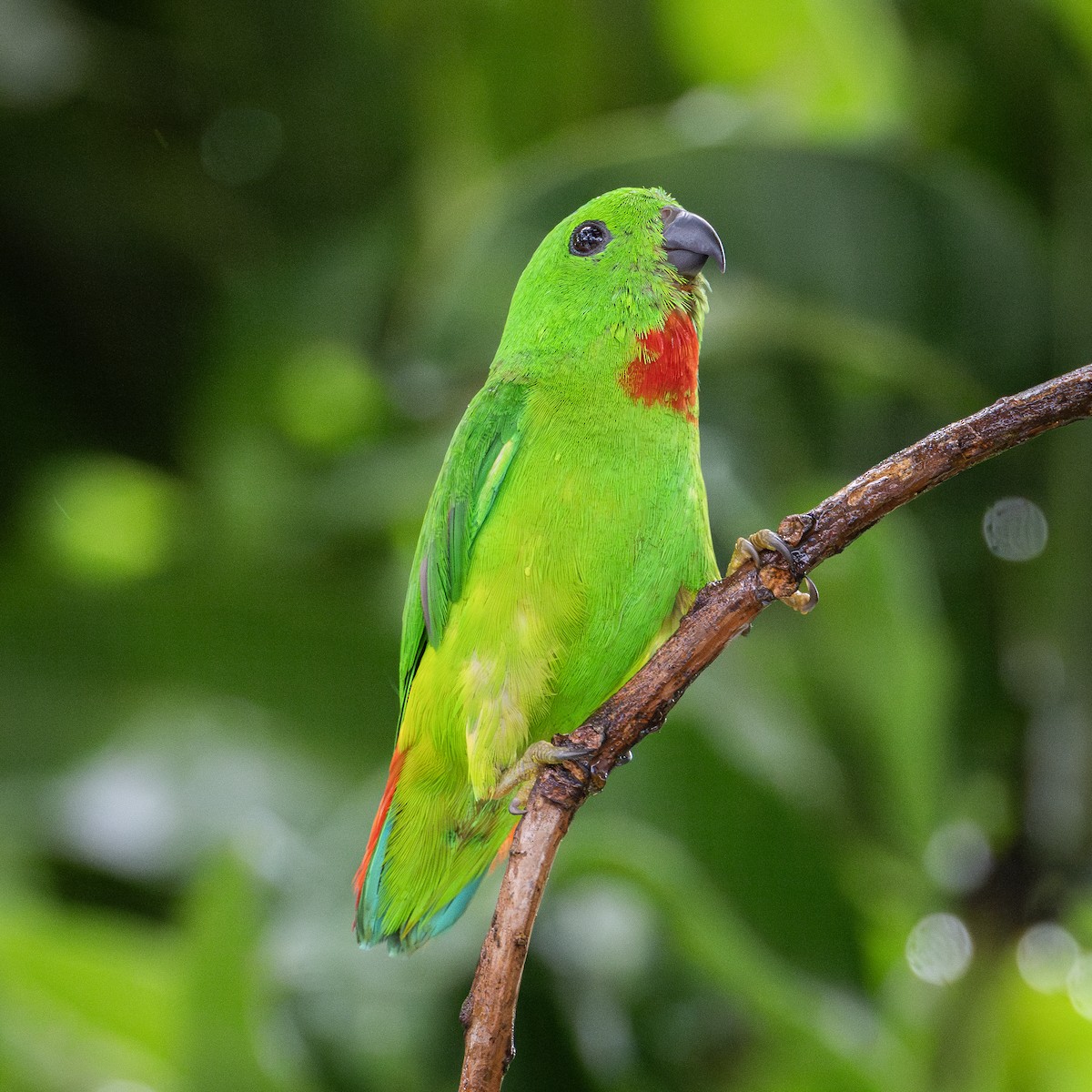 Blue-crowned Hanging-Parrot - ML620014605