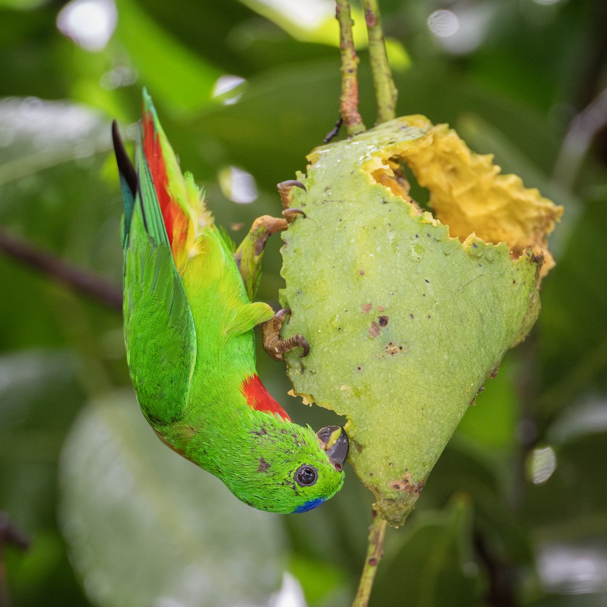 Blue-crowned Hanging-Parrot - ML620014606
