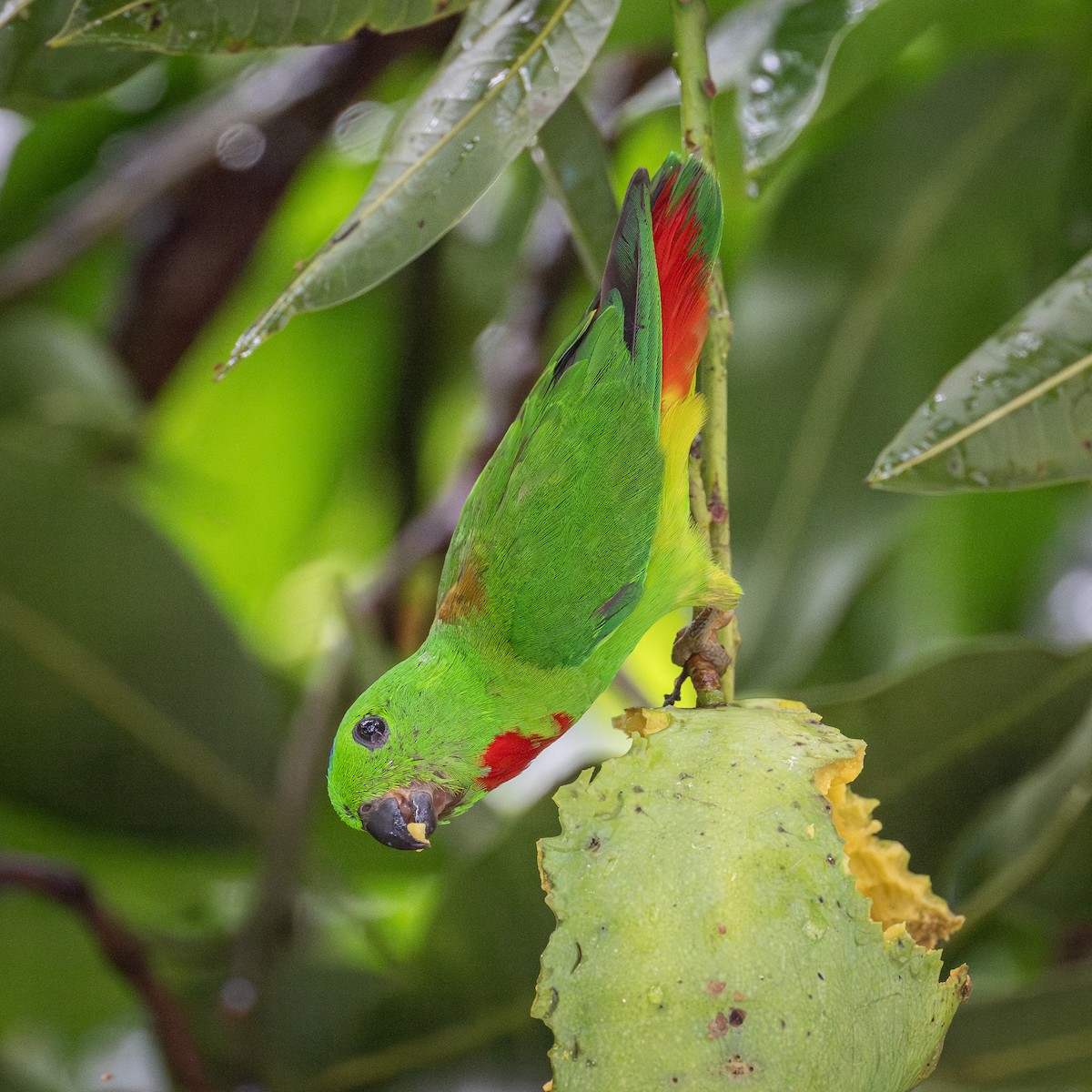 Blue-crowned Hanging-Parrot - ML620014607