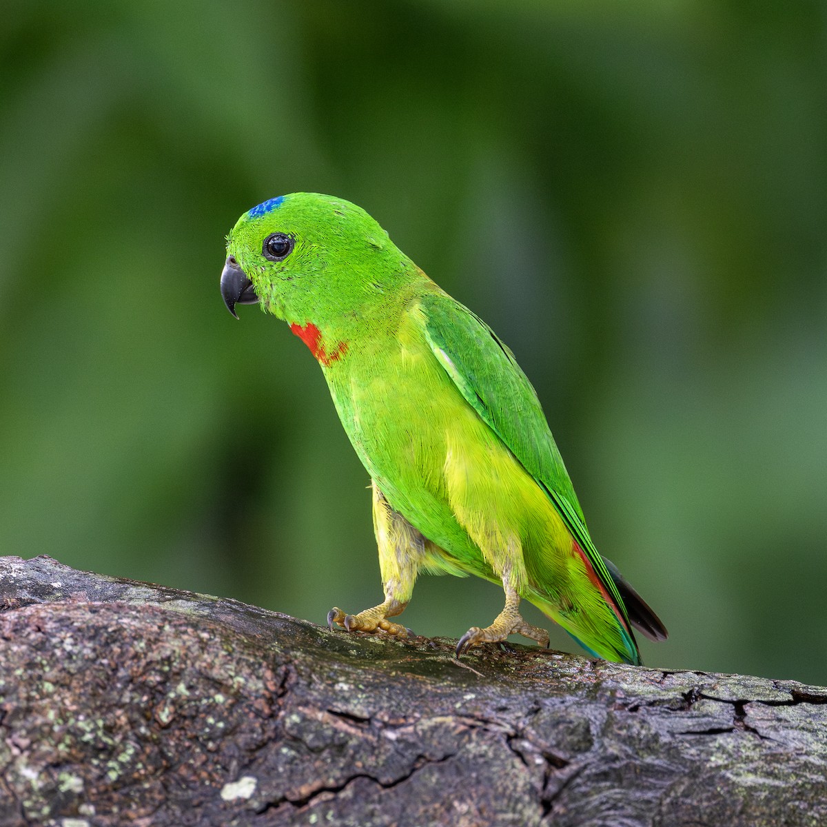 Blue-crowned Hanging-Parrot - ML620014608