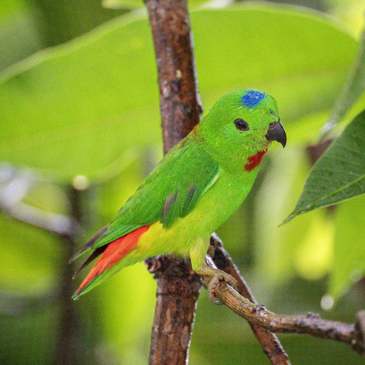 Blue-crowned Hanging-Parrot - ML620014609