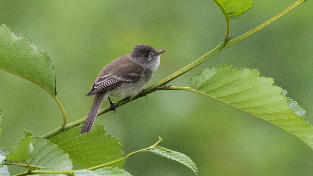 Willow Flycatcher - Tony V