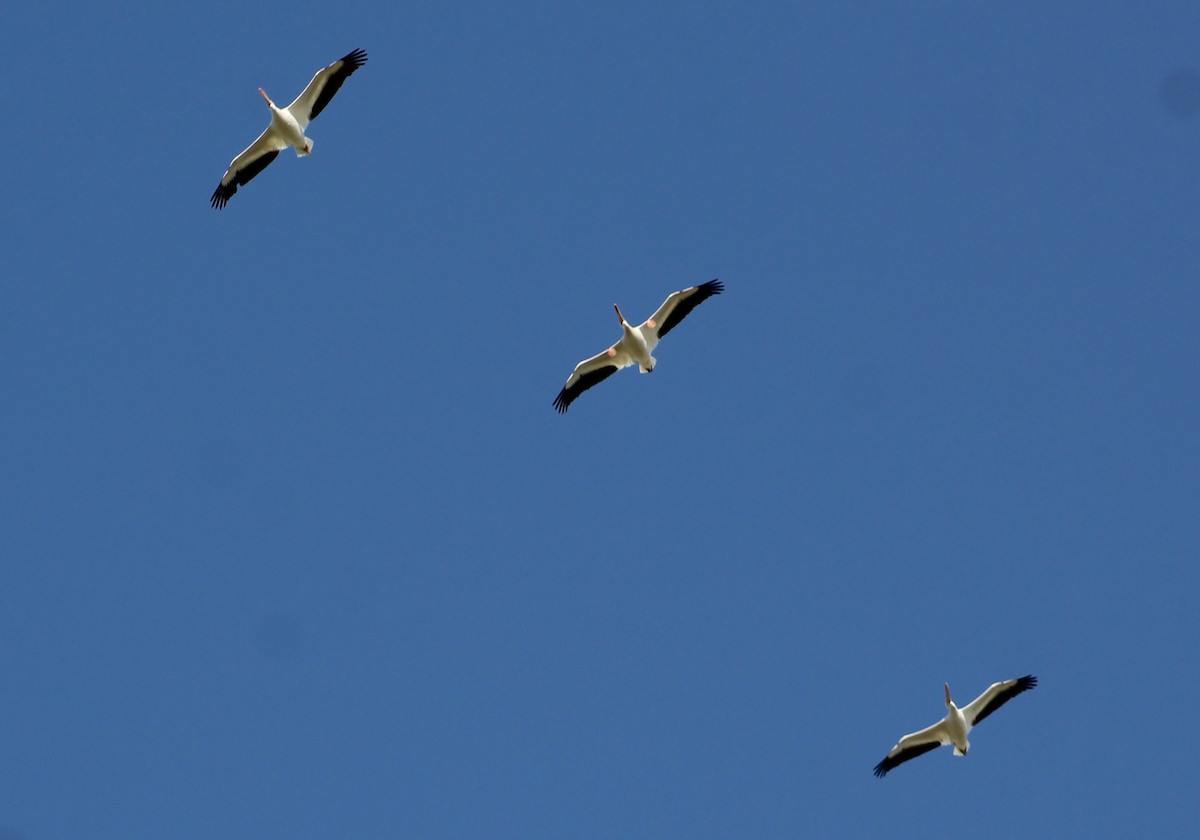 pelikán severoamerický - ML620014613