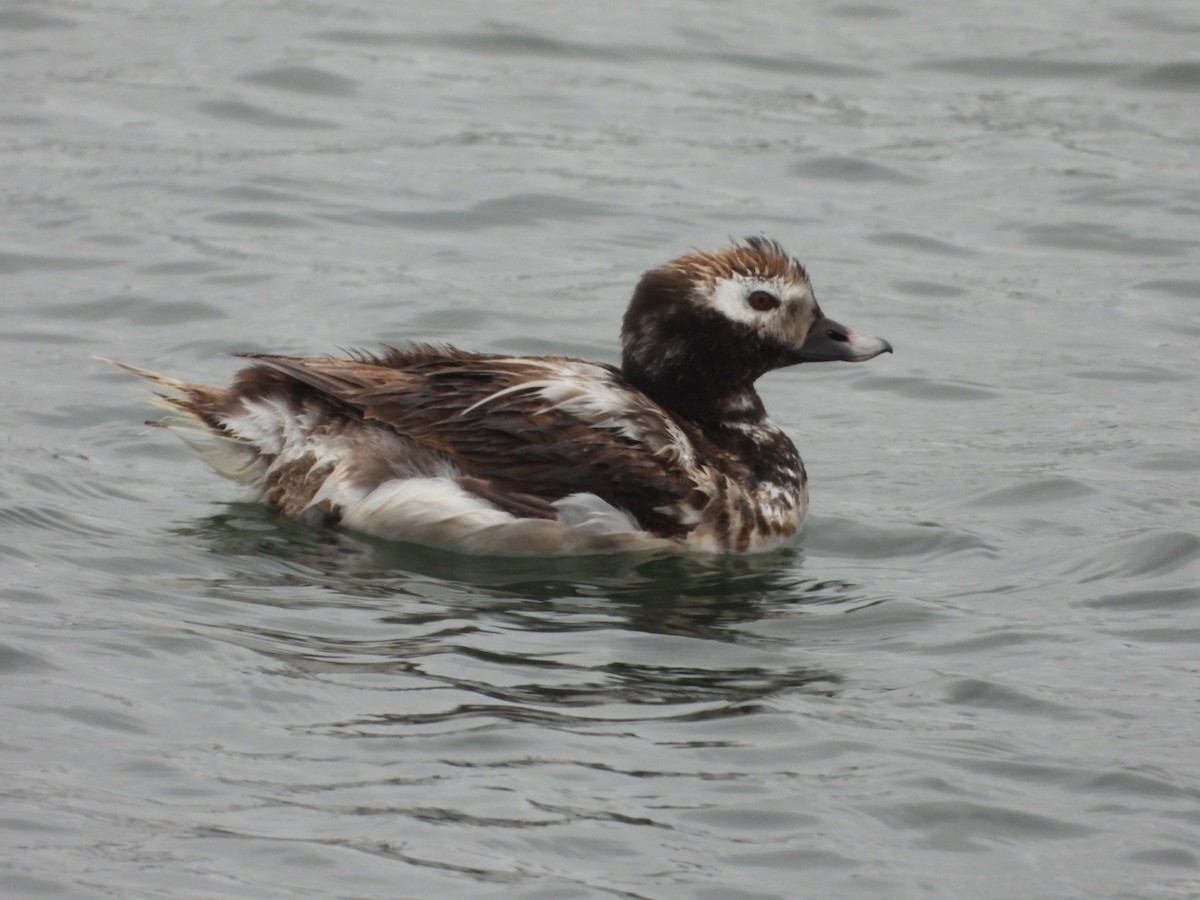 Long-tailed Duck - ML620014614