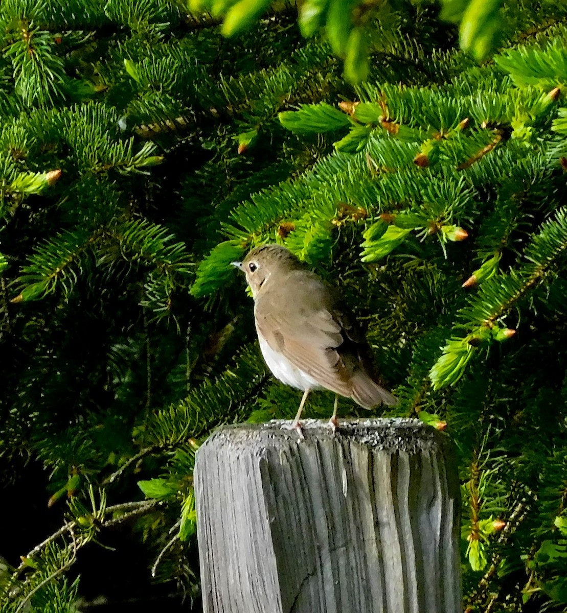 Swainson's Thrush - ML620014617