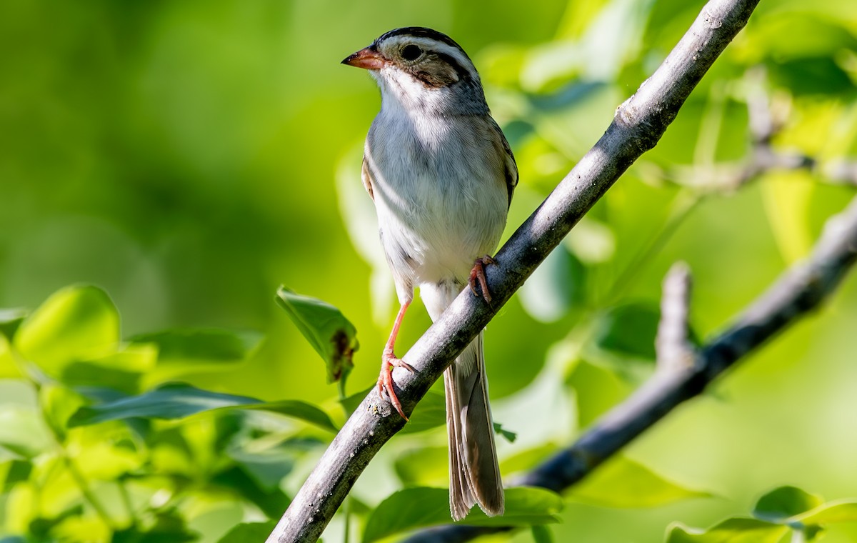 Clay-colored Sparrow - ML620014626