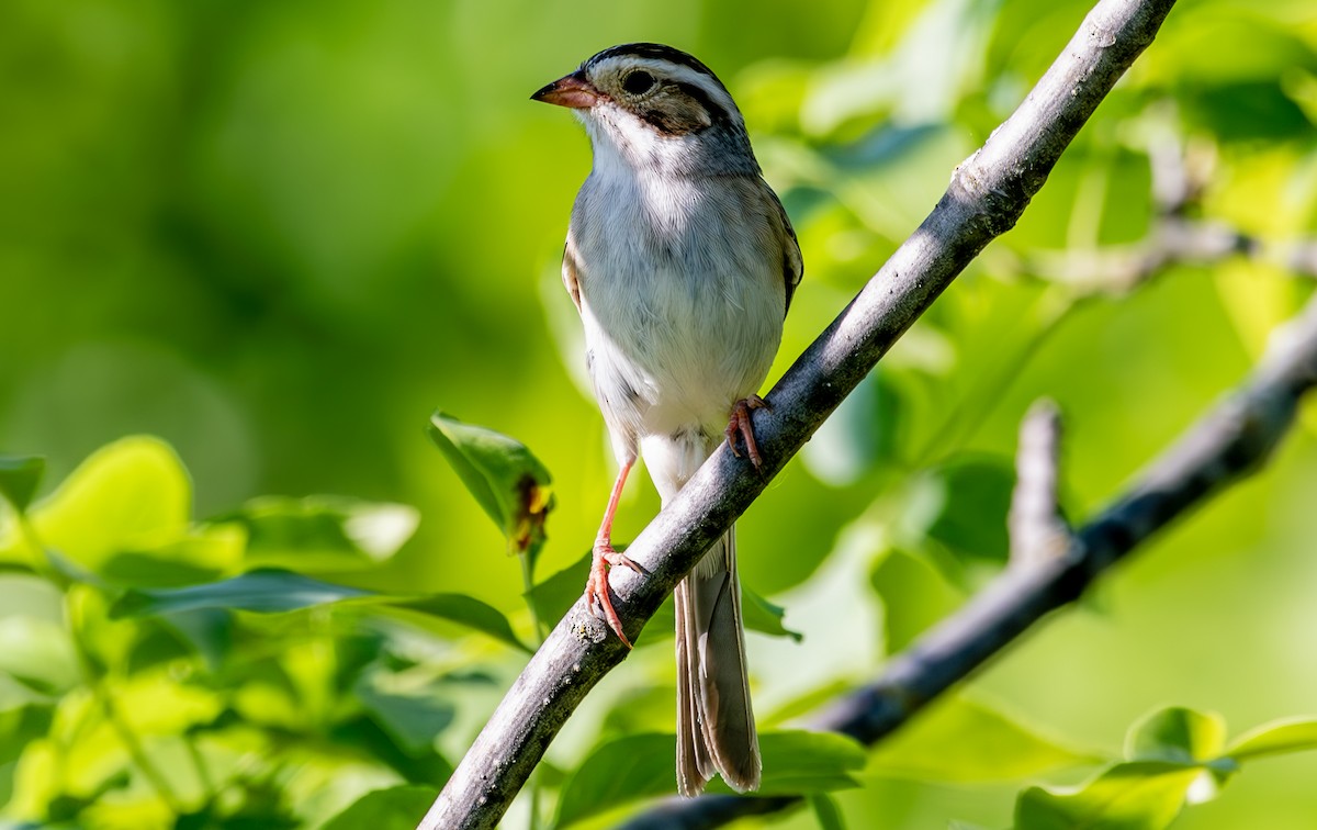 Clay-colored Sparrow - ML620014627