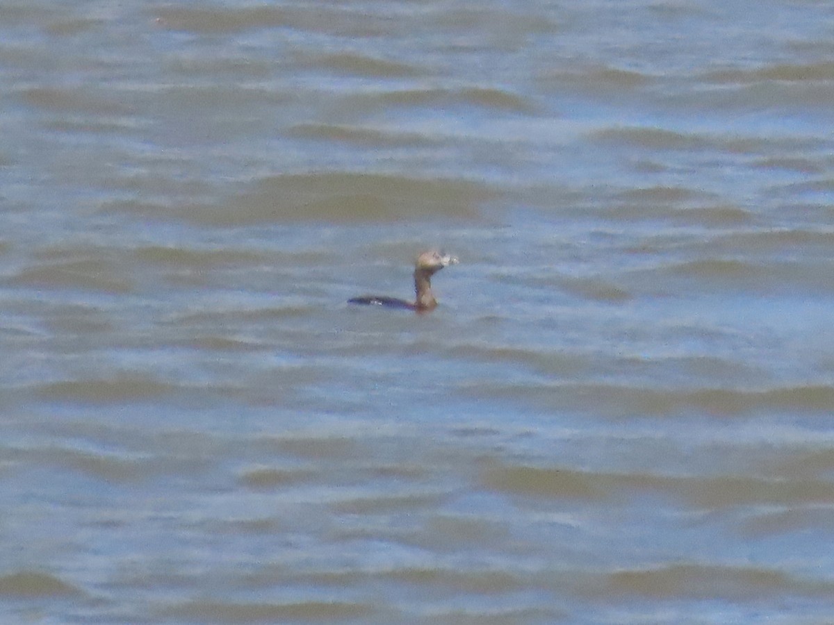 Pied-billed Grebe - ML620014629