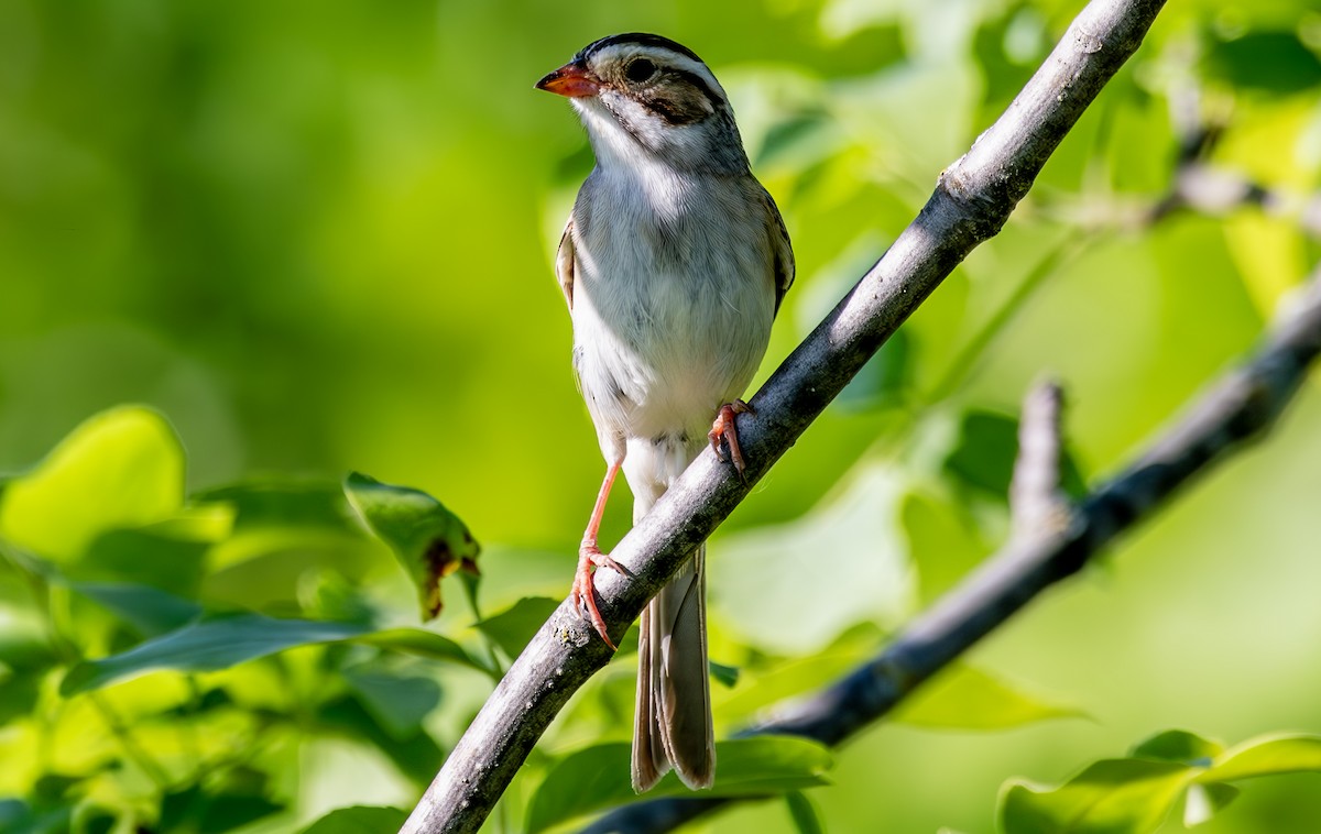 Clay-colored Sparrow - John Peckham