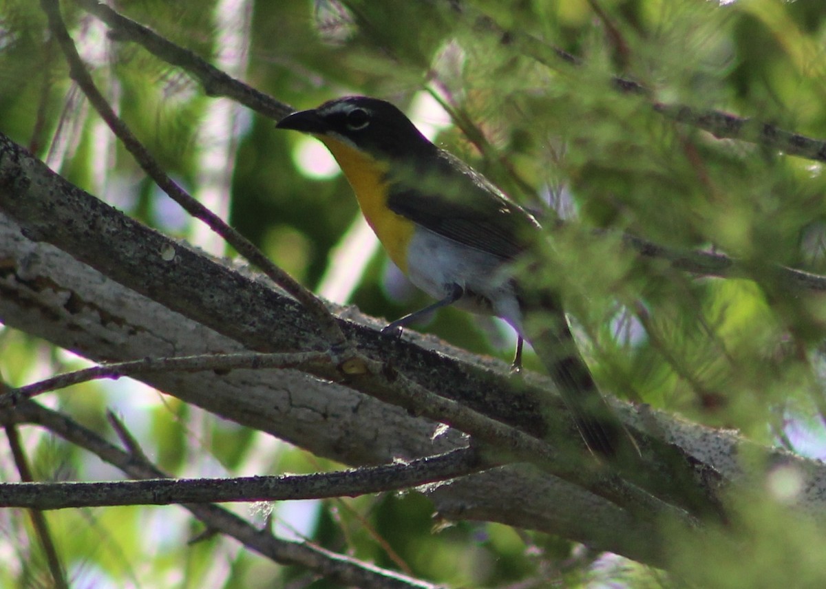 Yellow-breasted Chat - ML620014631
