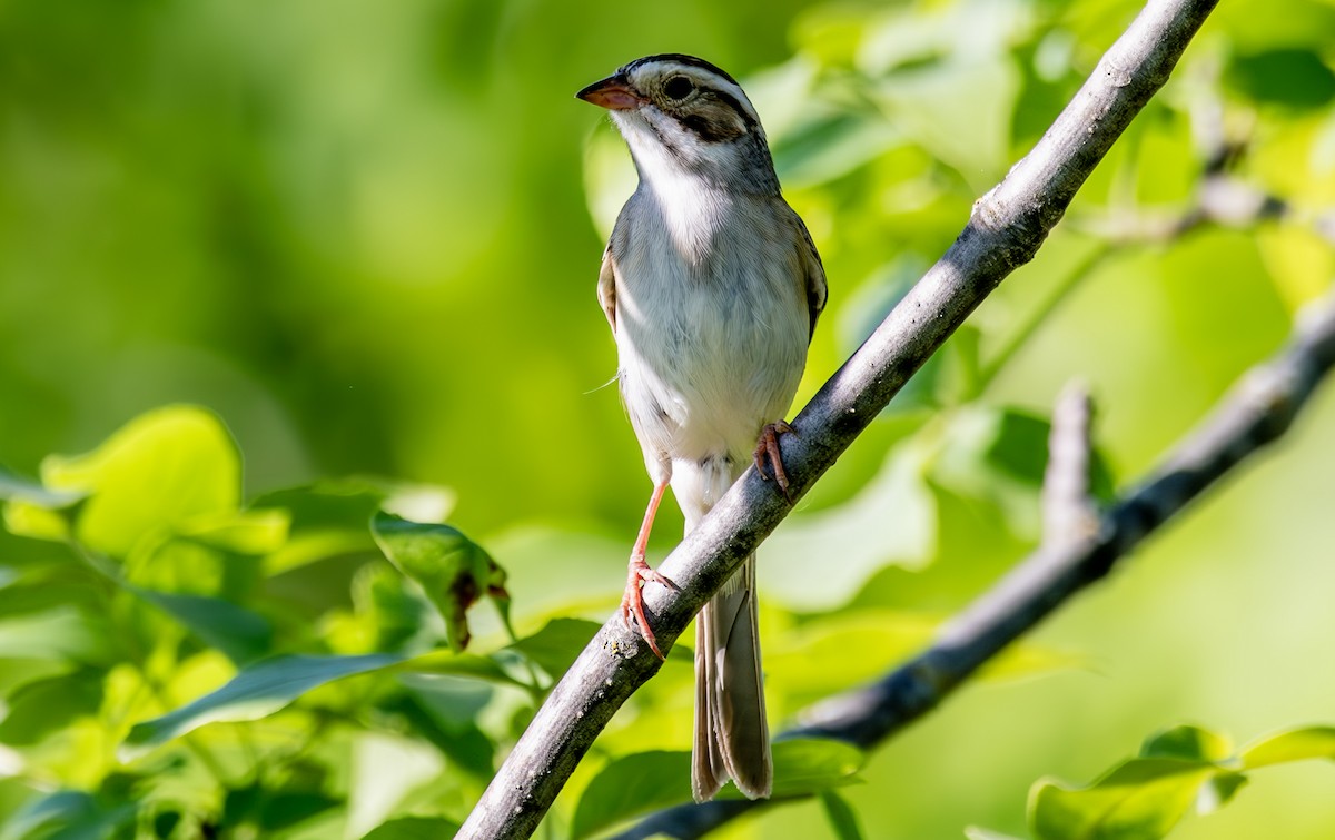 Clay-colored Sparrow - ML620014634