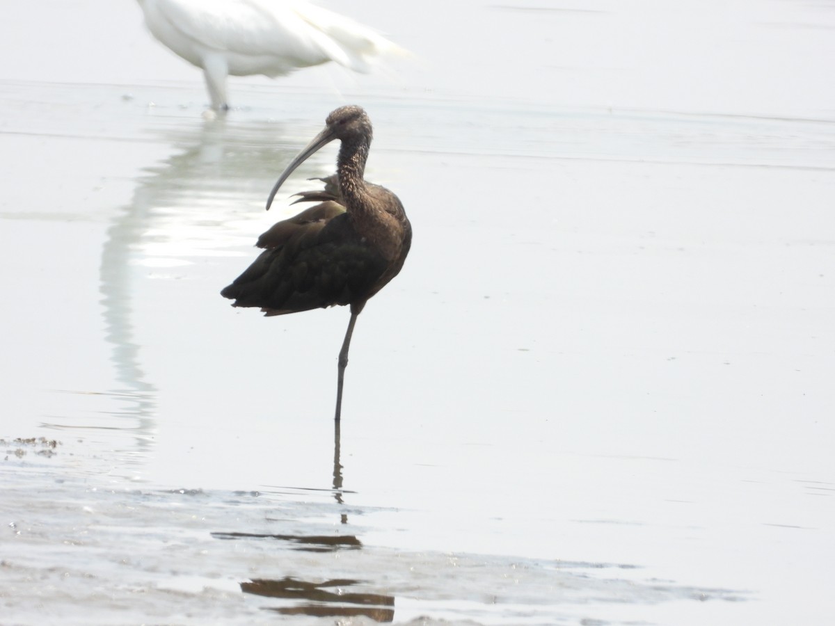 ibis americký - ML620014635