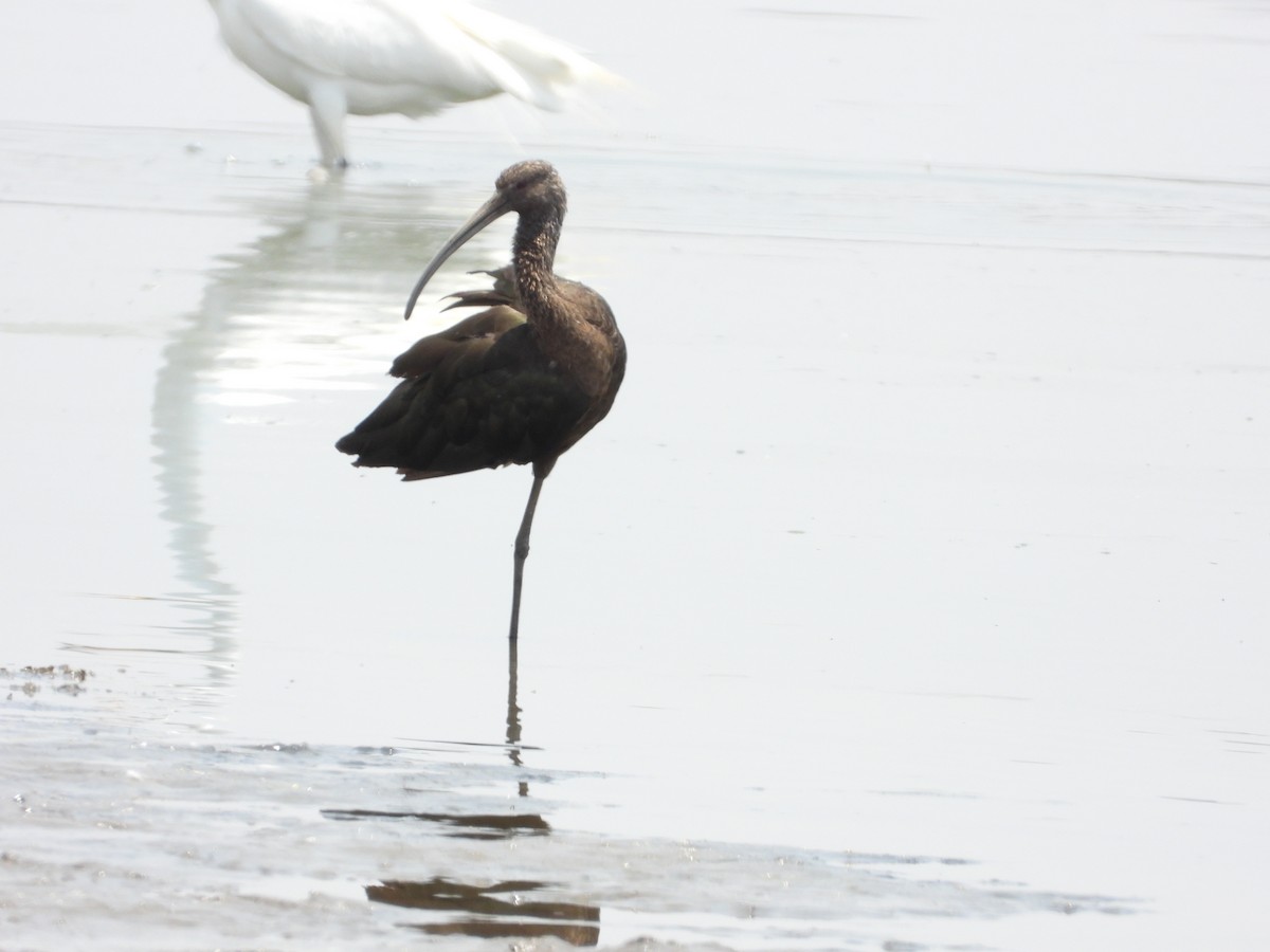 Ibis à face blanche - ML620014635