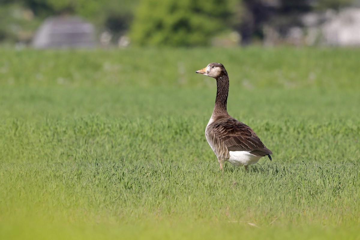 Domestic goose sp. (Domestic type) - ML620014649