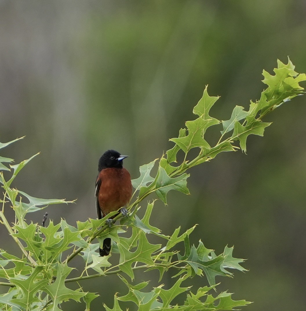 Oriole des vergers - ML620014668