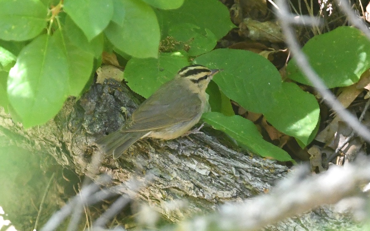 Paruline vermivore - ML620014676