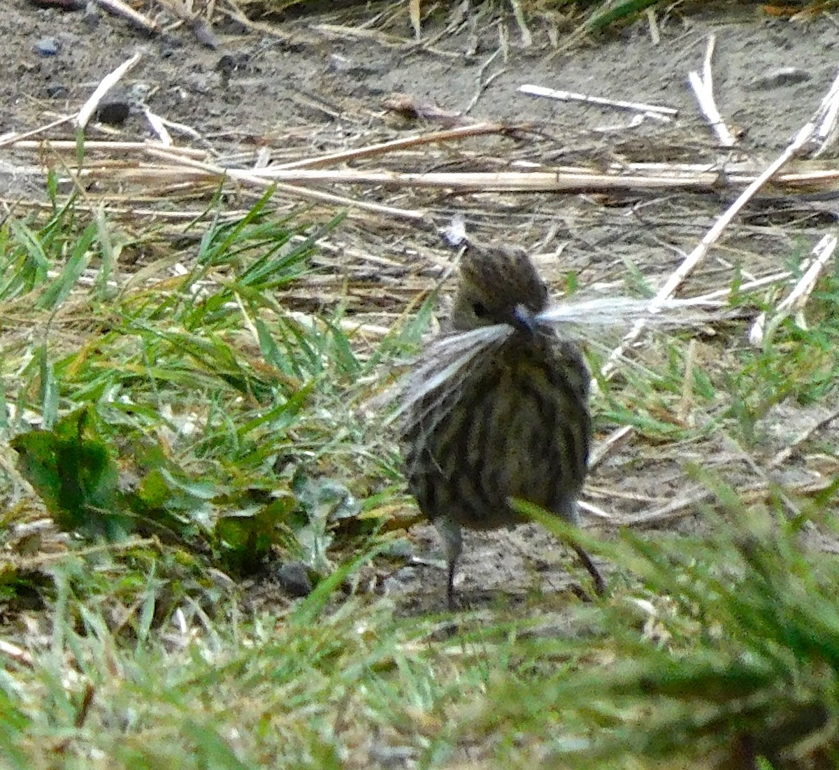 Pine Siskin - ML620014691