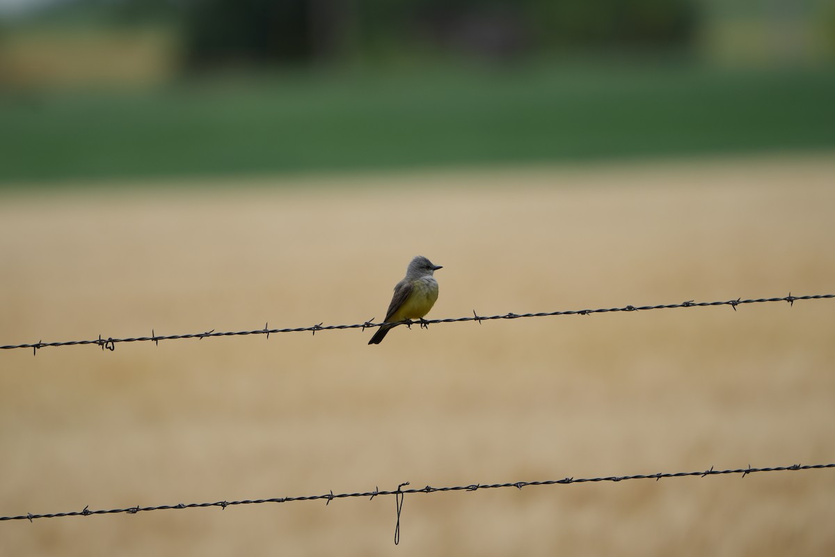 Western Kingbird - ML620014693