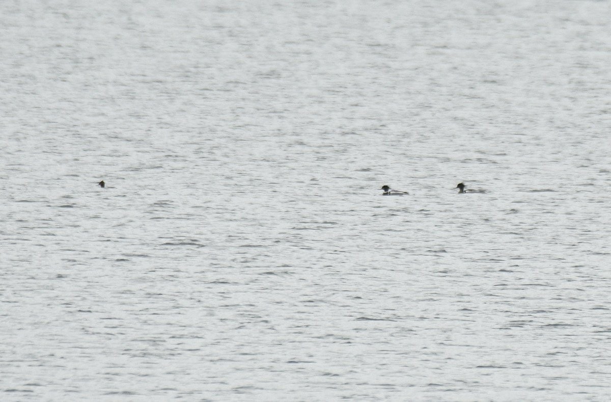 Red-breasted Merganser - ML620014695