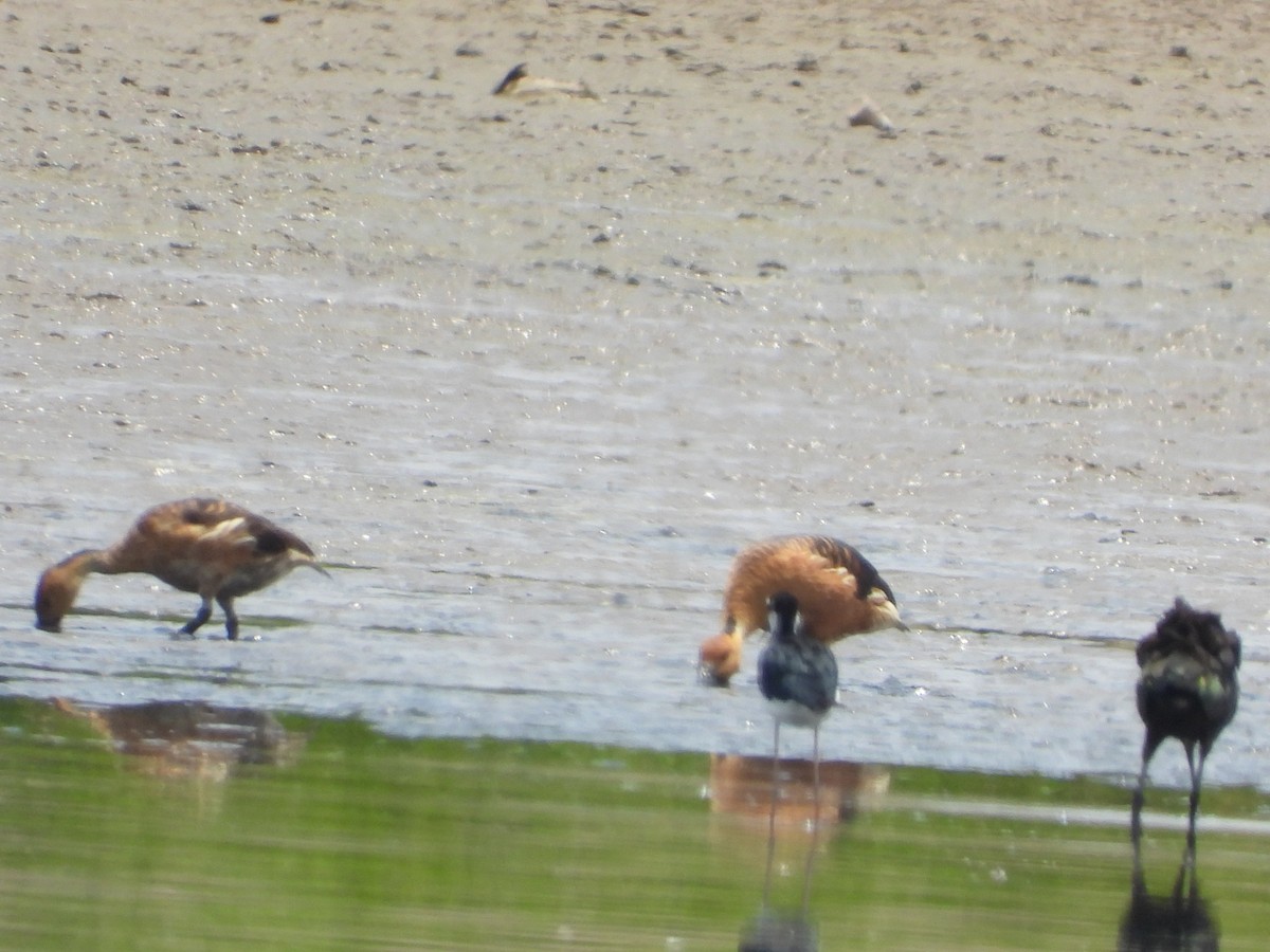 Fulvous Whistling-Duck - ML620014697