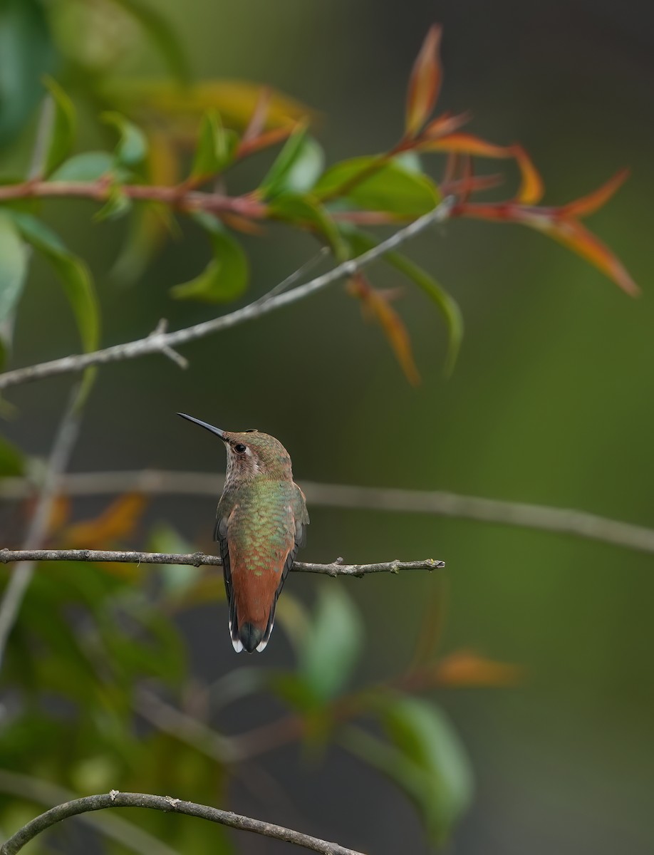 Allen's Hummingbird - ML620014698