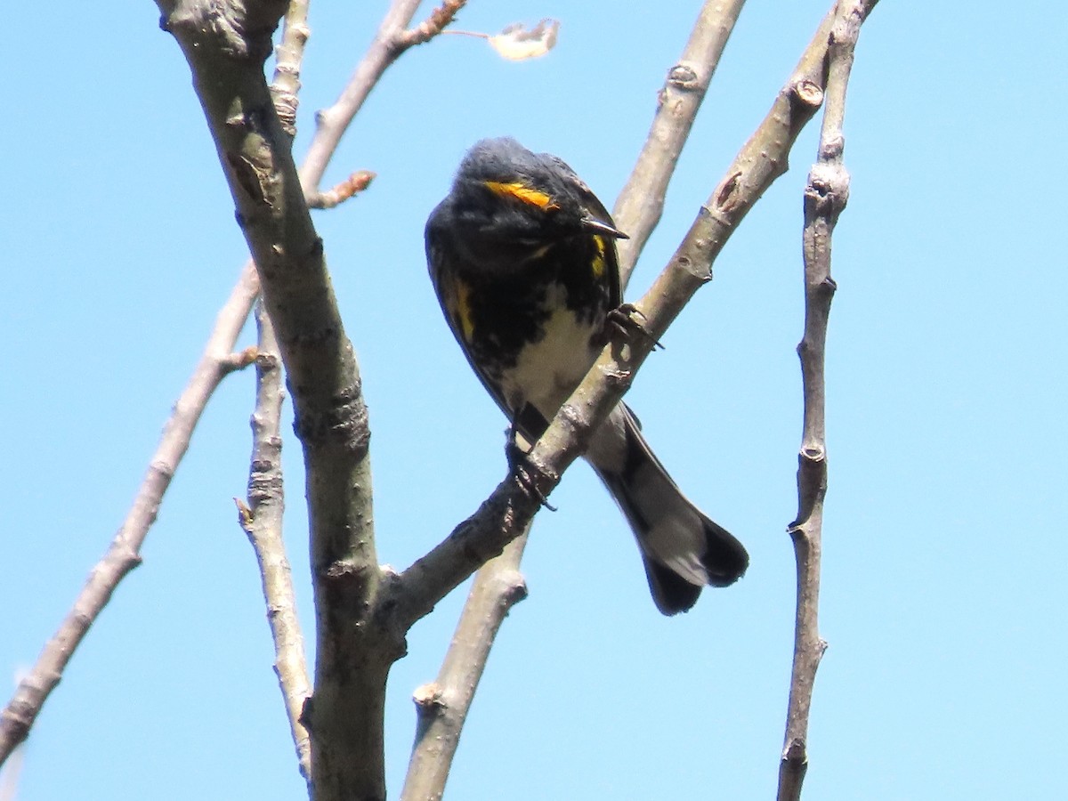 Yellow-rumped Warbler (Audubon's) - ML620014700