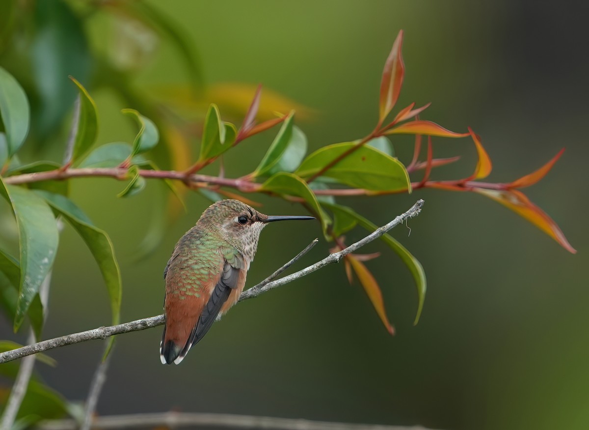 Allen's Hummingbird - ML620014701