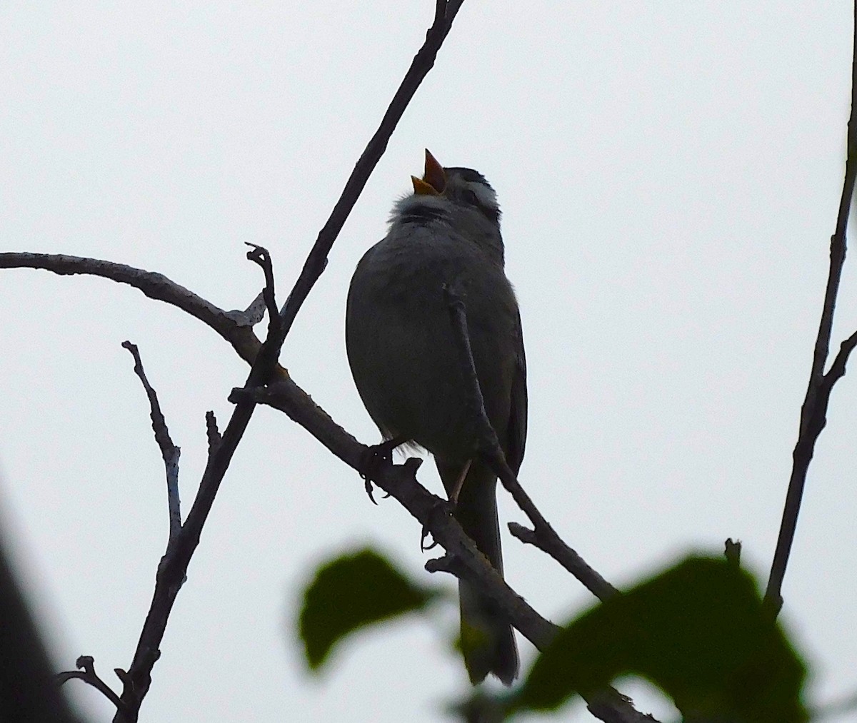 White-crowned Sparrow - ML620014705