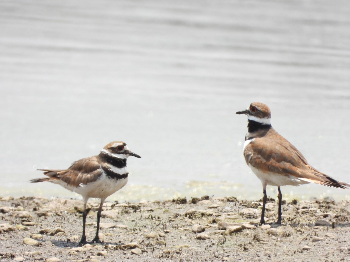 Killdeer - ML620014713