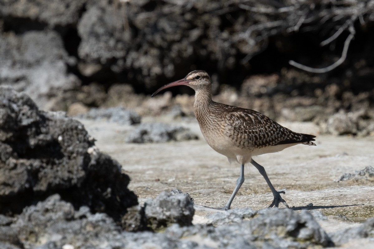 Bristle-thighed Curlew - ML620014722