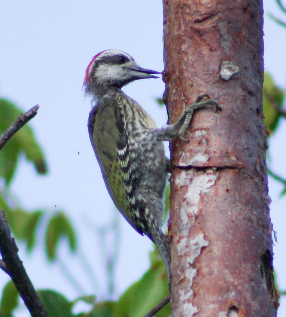 Cuban Green Woodpecker - ML620014724