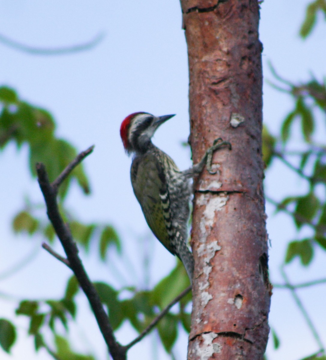 Cuban Green Woodpecker - ML620014725