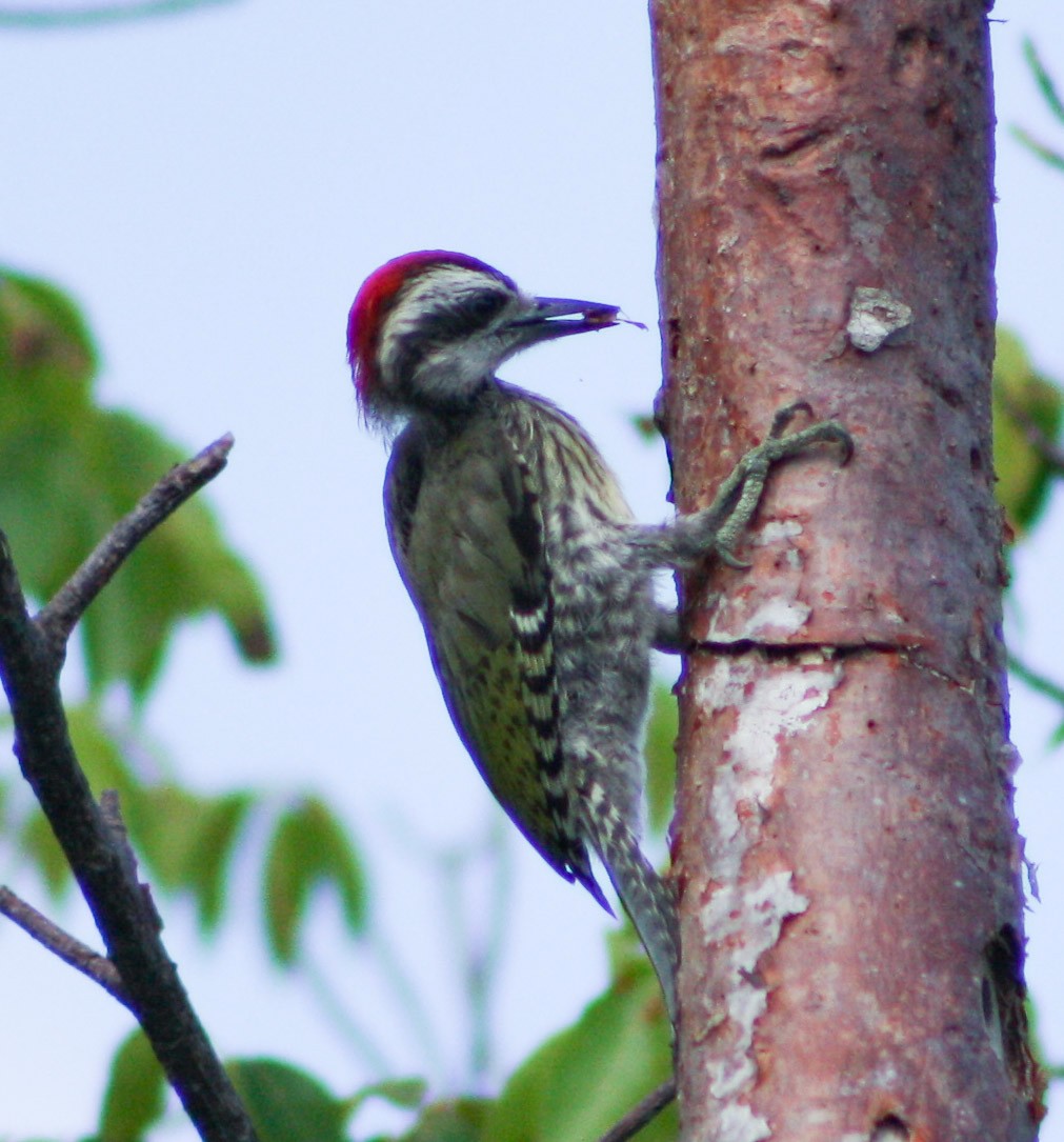 Cuban Green Woodpecker - ML620014726