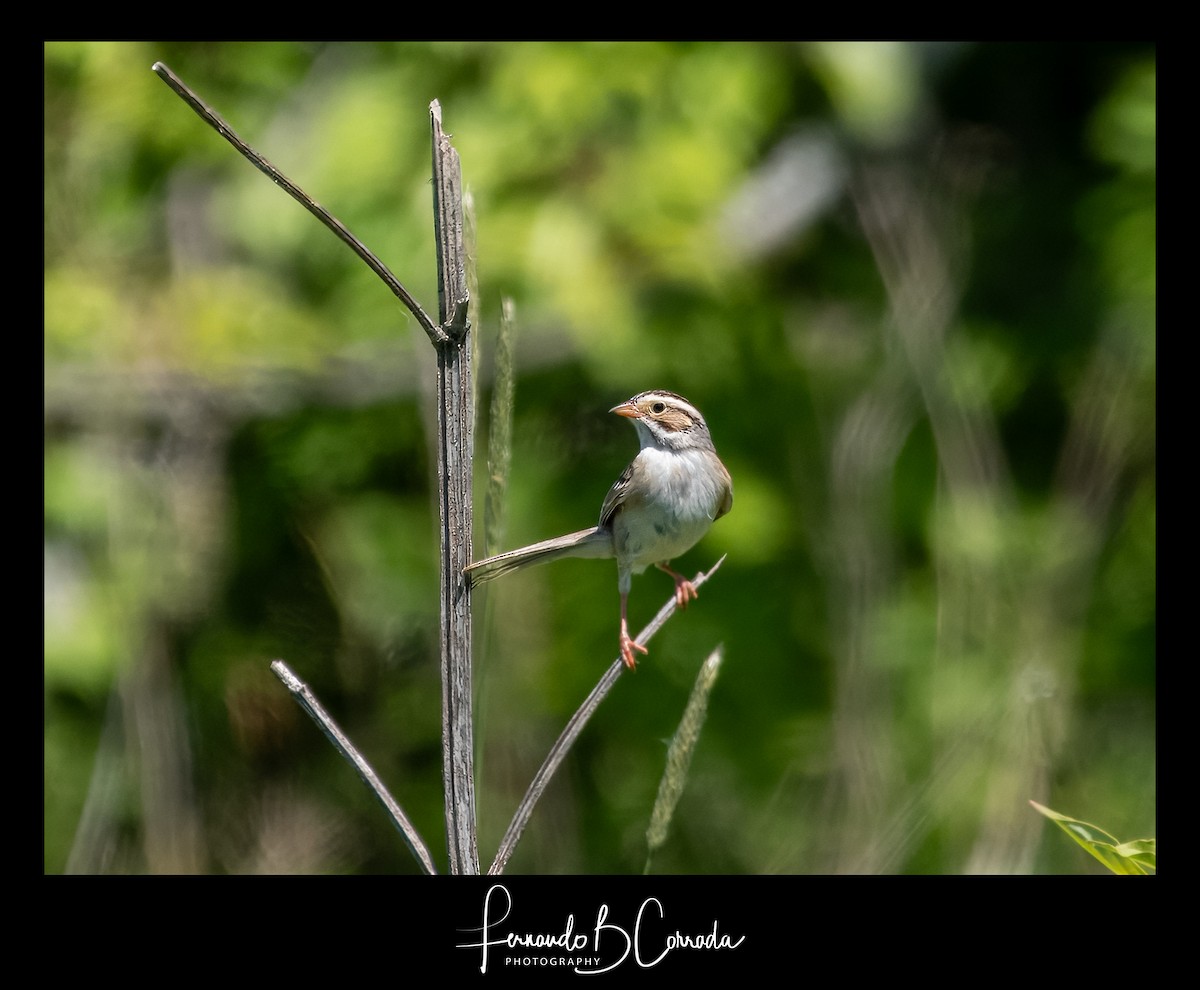 Clay-colored Sparrow - ML620014728