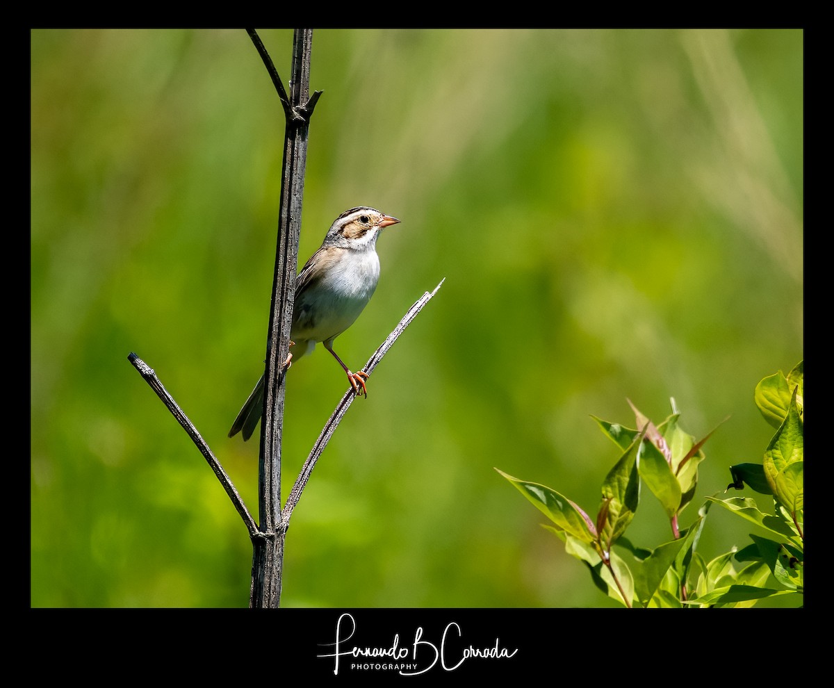 Clay-colored Sparrow - ML620014729