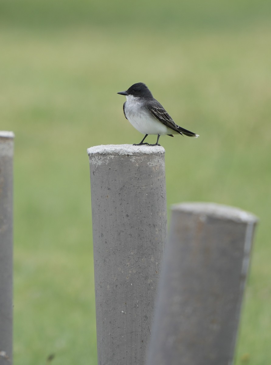 Eastern Kingbird - ML620014742