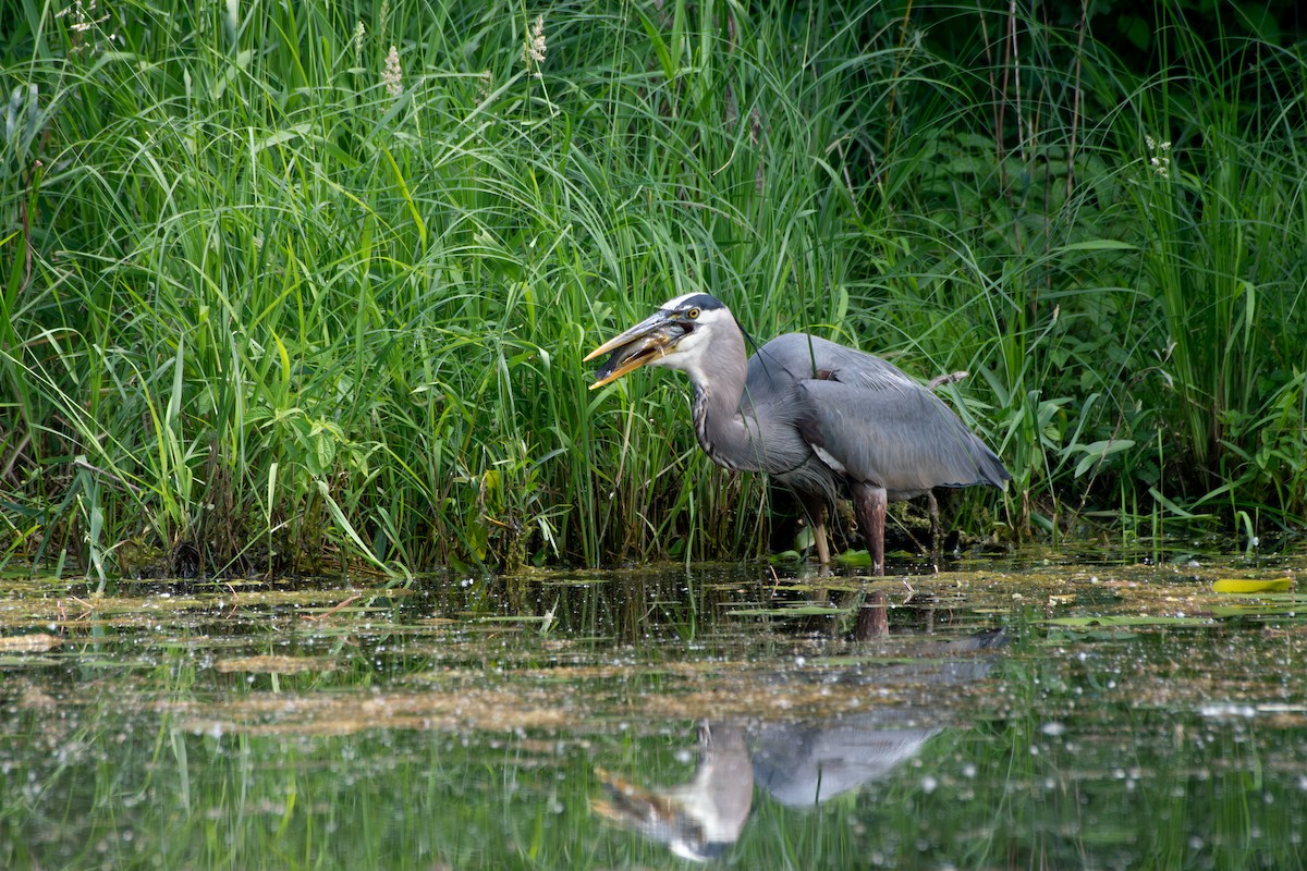 Great Blue Heron - ML620014743