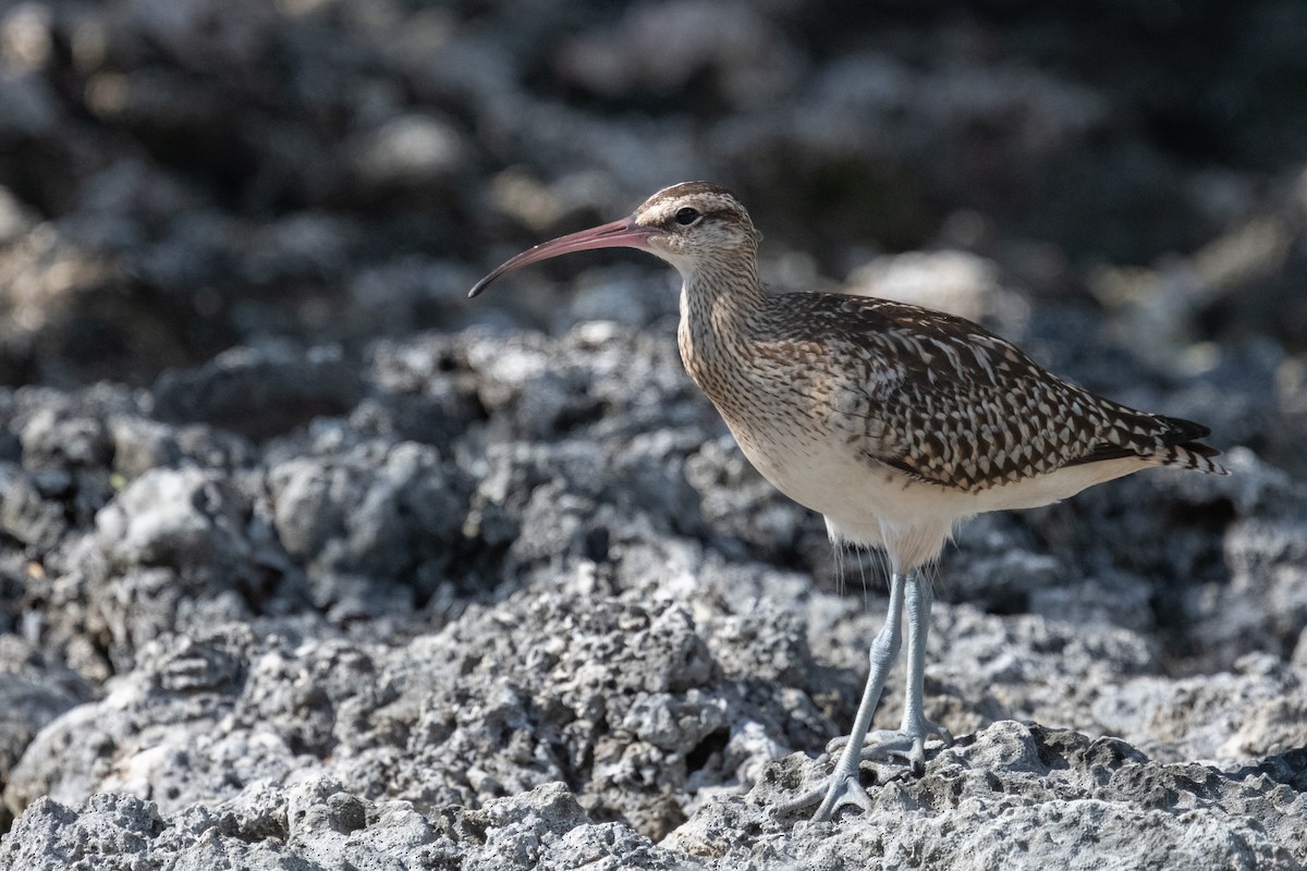 Bristle-thighed Curlew - ML620014744