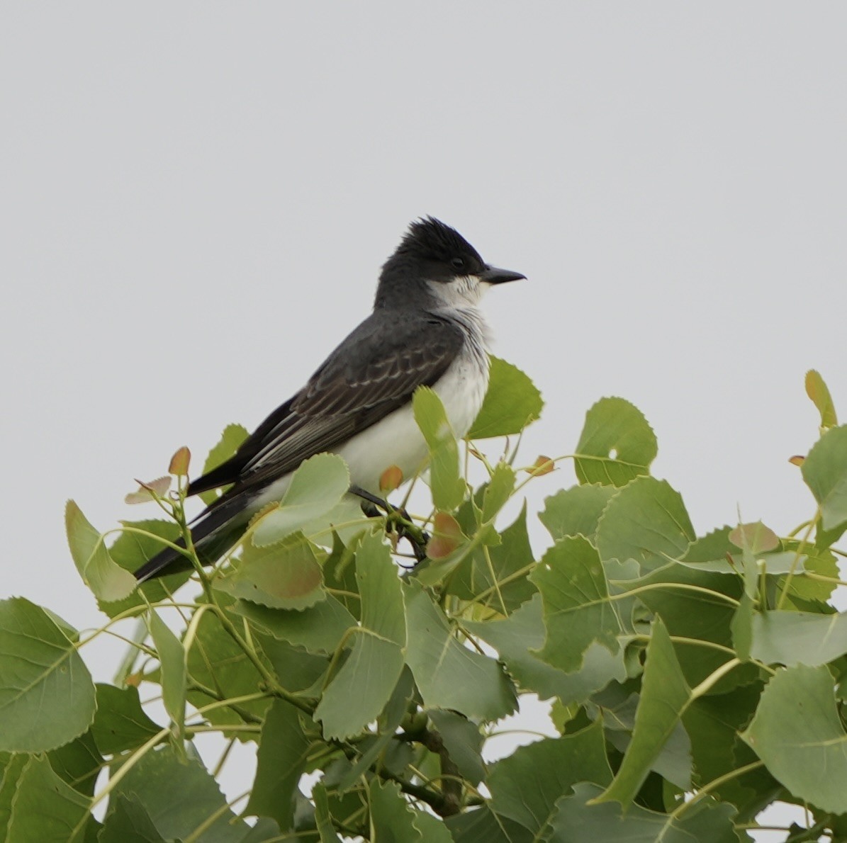 Eastern Kingbird - John Rhoades