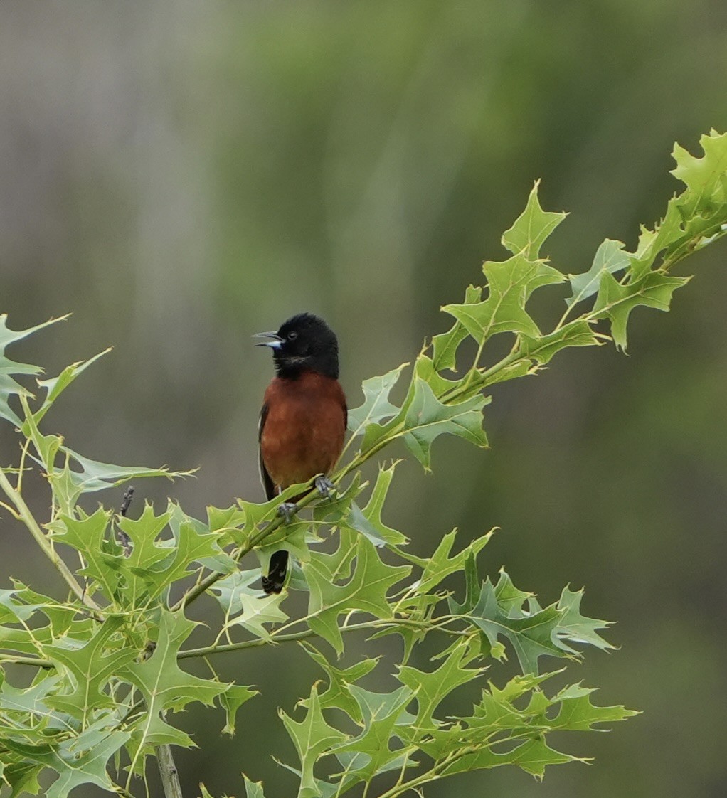Orchard Oriole - ML620014749