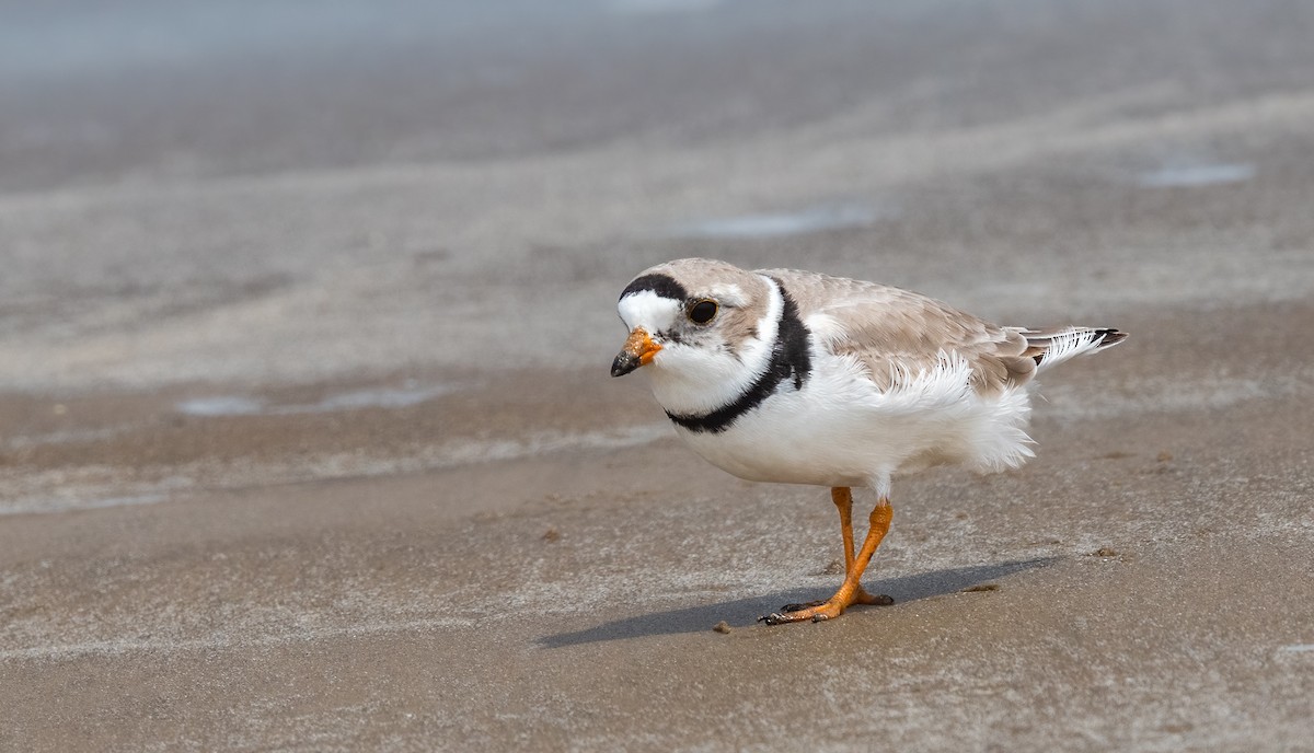Piping Plover - ML620014767