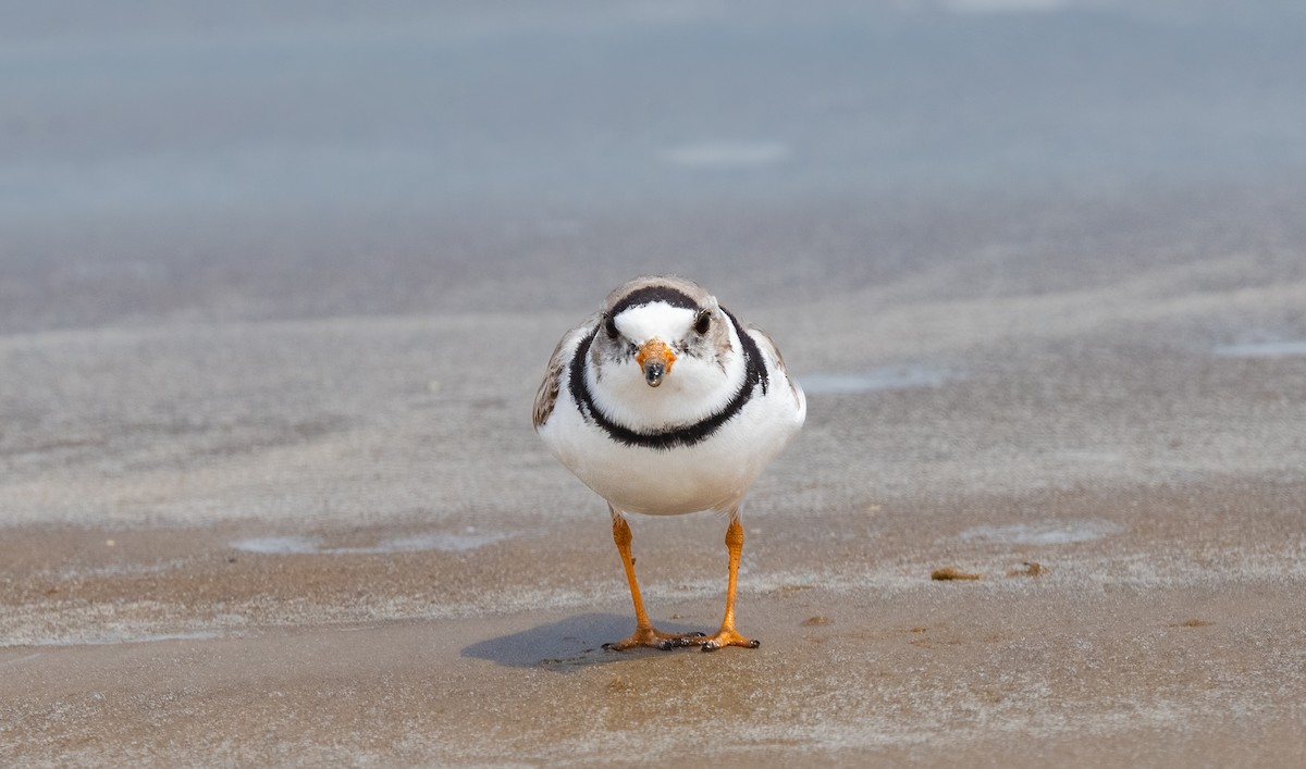 Piping Plover - ML620014768