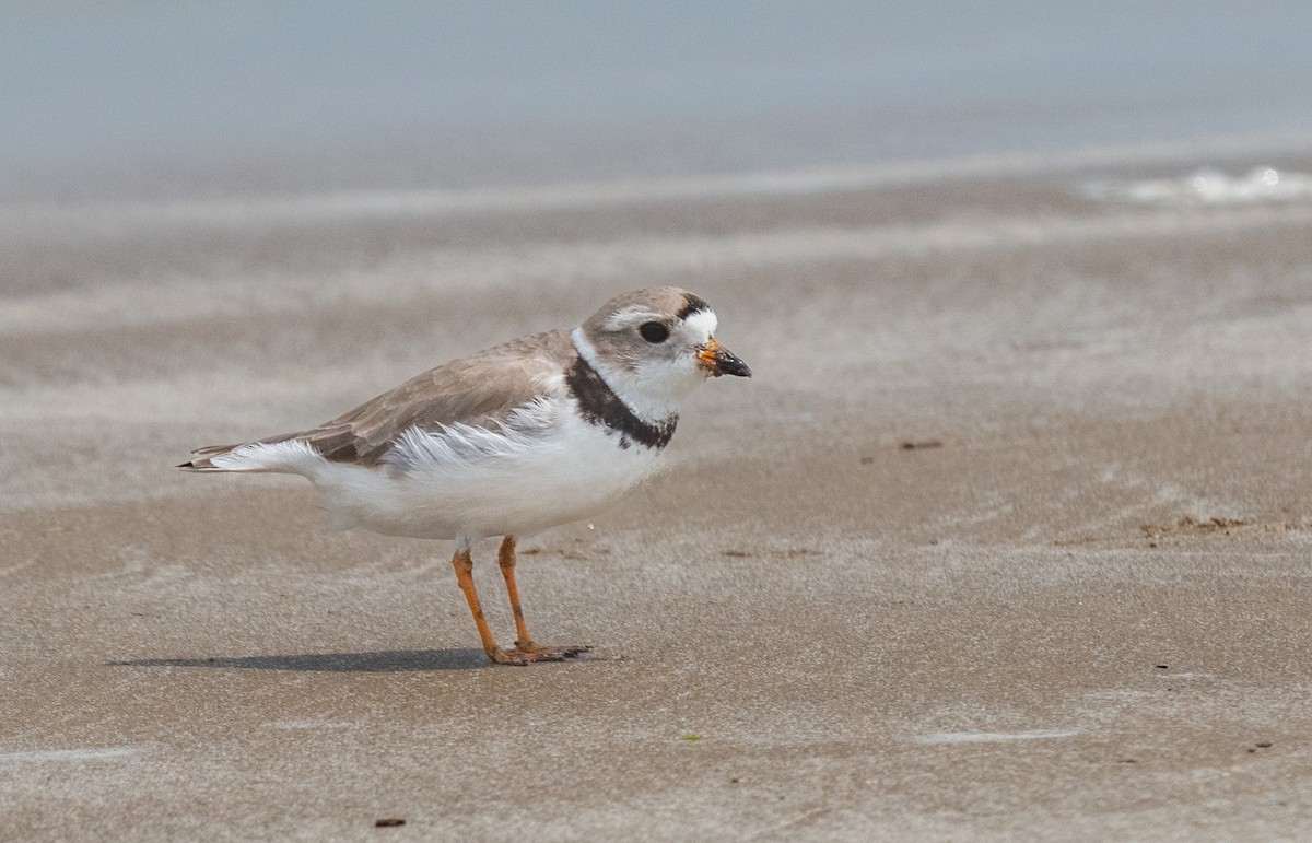 Piping Plover - ML620014769